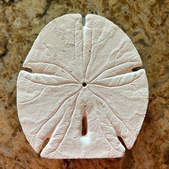 Large Hand Painted Beach Scene on Sand Dollar, signed by Arist - Picture 4 of 5